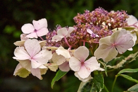 Hortensias