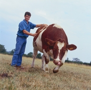 Eleveur et sa vache