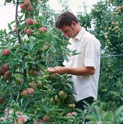 Agriculteur pommes