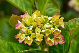 Hortensias