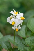 Fleurs de pomme de terre