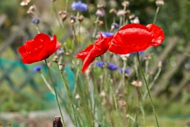 Coquelicot