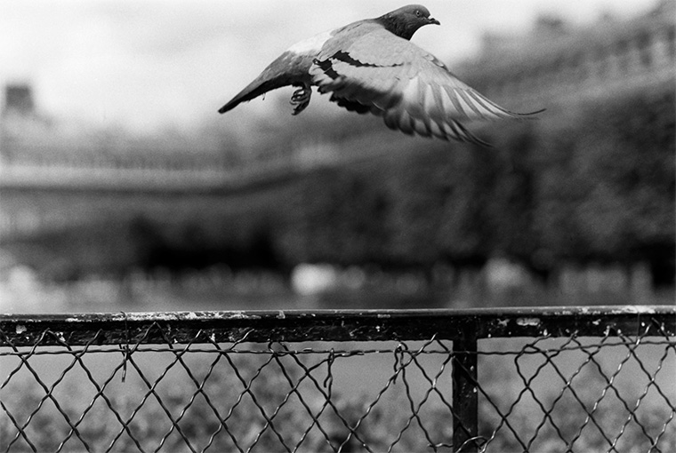 Pigeon qui s&#039;envole au Palais Royal, Paris septembre 1985