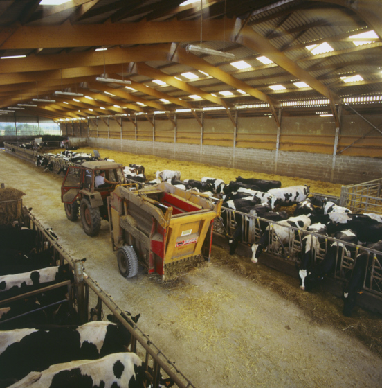 Eleveur dans l'étable pour nourrir les bovins en tracteur