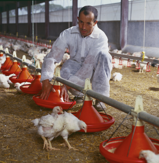 Portrait d'un éleveur de volaille