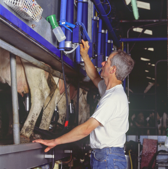 Eleveur qui contrôle la traite de vaches